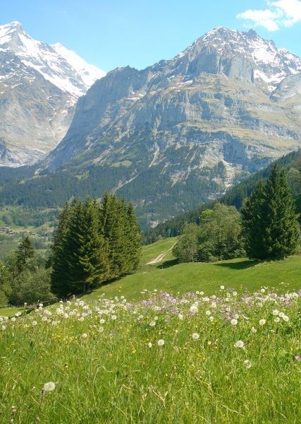 Swiss Alps in the summer can offer you hundreds of attractions: from hiking to amazing infinity pools (these are great in winter too), from paragliding to cable cars. Switzerland Photography, Infinity Pools, Mountain Life, Cable Cars, Peaceful Places, Swiss Alps, Green Juice, Nature Aesthetic, Pretty Places