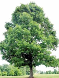 Illinois State Native Tree: White Oak Quercus Alba, White Oak Tree, Alder Tree, Tree Seedlings, Hgtv Garden, Illinois State, Oak Trees, Stone Walls, Colors Orange