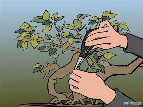 Cómo podar un bonsai: 7 pasos (con fotos) - wikiHow Bonsai Tips, Japanese Maple Bonsai, Bonsai Fruit Tree, Bonsai Pruning, Maple Bonsai, Bonzai Tree, Bonsai Tree Types, Bonsai Techniques, Bonsai Tree Care