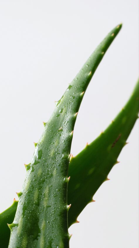 Close up of aloe Vera with water droplets Aloe Vera Skincare Photography, Natural Ingredients Aesthetic, Aloe Vera Photography, Aloe Aesthetic, Healthy Nutrition Plan, Esthetician Marketing, Organic Spa, Skin Aesthetics, Hydrating Cleanser