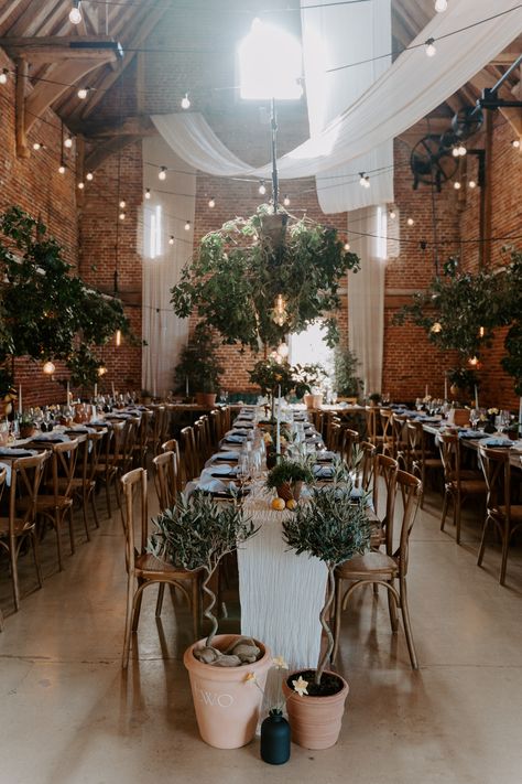 This shows a wedding dining set up. The theme is Mediterranean. The focus is on one row of dining table, in front of it are potted trees in front of the dining tables. There are two twisted trunk olive trees at the base, both potted in terracotta pots. One with the word "two" printed on it. Between the pots is also a black vase with daffodils in them. Wedding Trees Indoor, Herbs Wedding Decor, Olive Tree Wedding Decor, Barn Reception Decorations, Tree Wedding Centerpieces, Herb Wedding, Wedding Tree Decorations, Draping Wedding, Bring The Outdoors Inside