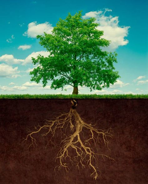 Pictures Of Trees To Paint, Tree Roots Illustration, Roots Illustration, Tree Root, Photo Composition, Tree Logos, Tree Roots, Tree Illustration, Types Of People