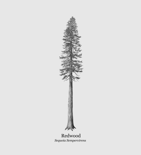 This is an illustration of a Redwood Tree (Sequoia Sempervirens) I just completed for a client. The drawing was made using Photoshop. California Redwood Tattoo, Redwood Tattoo, Red Woods, Pine Tattoo, Wood Tattoo, Fire Fighter Tattoos, 16 Tattoo, Brother Tattoos, Coastal Redwood