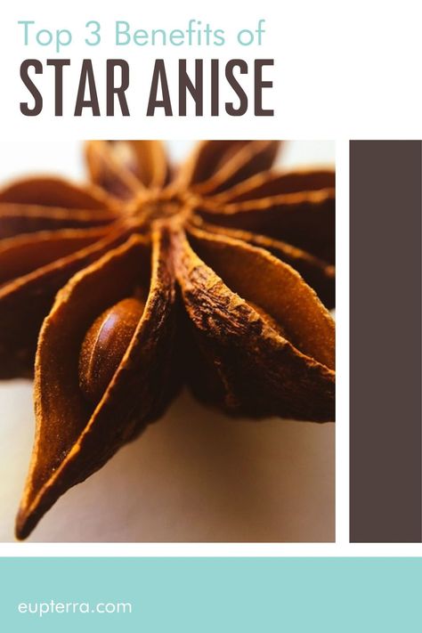 In the natural world, spices appear in all shapes and sizes; star anise being quite the example. Star Anise is an exotic herb derived from the evergreen Anise plant that is native to Northeast Vietnam and Southern China. Read along to learn all about the history, benefits, and uses for Star Anise. Recipes Using Star Anise, Star Anise Tea Benefits, Immunity Recipes, Star Anise Benefits, Star Anise Magical Properties, Growing Star Anise, Anise Plant, How To Use Star Anise, Health Benefits Of Star Anise