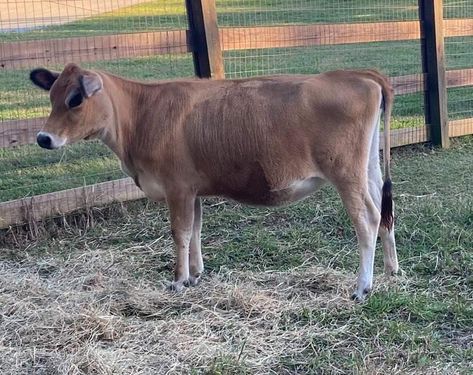 Mini Jersey Cows – Storybook Farm Mini Jersey Milk Cow, Mini Jersey Cow, Cow Breeds, Miniature Cows, Goat Herding, Mini Cows, Jersey Cow, Milk Cow, Small Farm