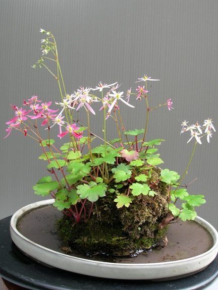 Simple Indoor Water Garden: Wabi-Kusa | Garden Culture Magazine Wabikusa Aquascaping, Wabi Kusa, String Garden, Taman Air, Indoor Water Garden, نباتات منزلية, Nature Aquarium, Moss Garden, Indoor Gardens