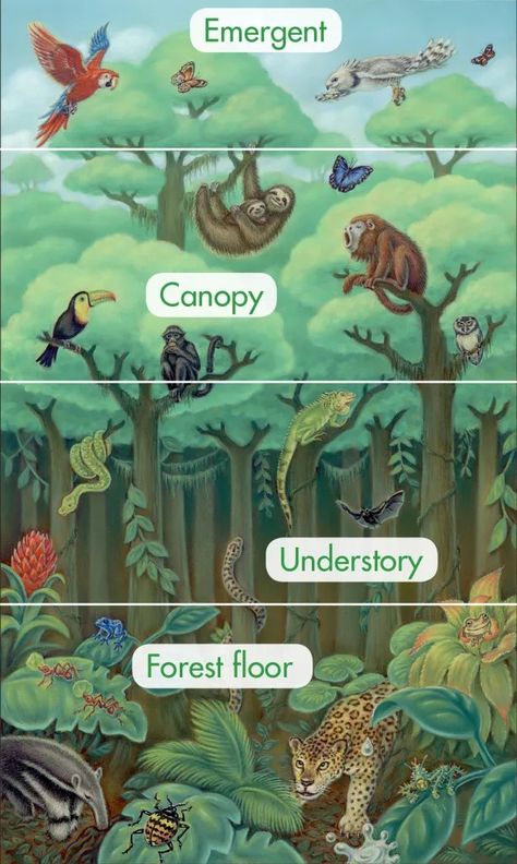 Rainforest Food Web, Animal Habitats Preschool, Rainforest Classroom, Rainforest Crafts, Amazon Rainforest Animals, Biomes Project, Rainforest Project, Rainforest Activities, Rainforest Biome