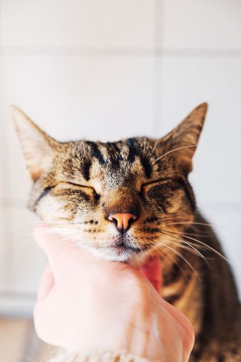 Purring Non-Stop: What's Behind Your Cat's Persistent Purrs? All Types Of Cats, Cat Obsession, Cat Purr, Gorgeous Cats, Health And Happiness, Sphynx Cat, Cat Boarding, Fluffy Cat, Ginger Cats