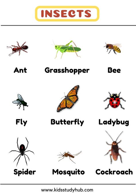 Insects Worksheets For Kids, Insects With Names, Insects Chart, Insects For Kids, Lkg Worksheets, Insects Names, Flashcards For Toddlers, Insect Photos, Biodata Format