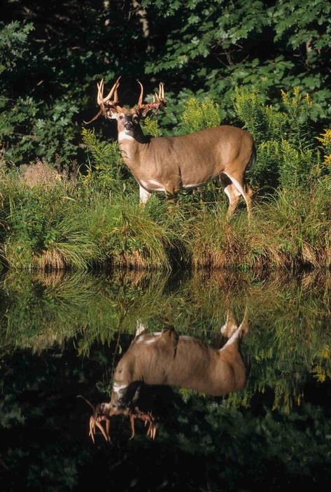 Tiger Hunting, Whitetail Deer Pictures, Hunting Photography, Deer Photography, Whitetail Deer Hunting, Animal Photography Wildlife, Big Deer, Hunting Pictures, Deer Photos