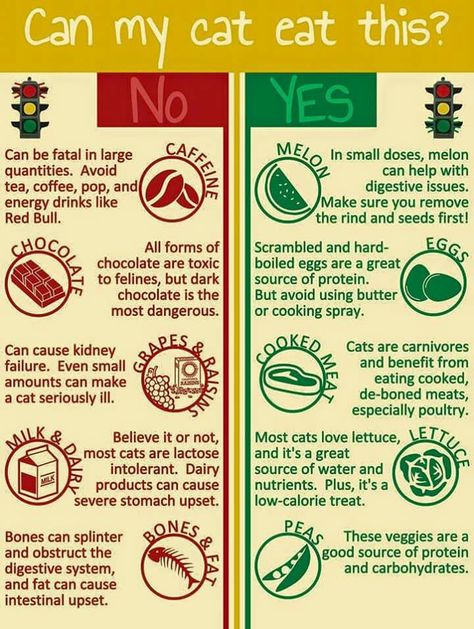 Yes or No Cat Behavior Explained, Friend Tips, Kitten Tips, Fostering Kittens, Kitten Stuff, Cat Sayings, Cat Eat, Katt Grejer, Homemade Cat Food