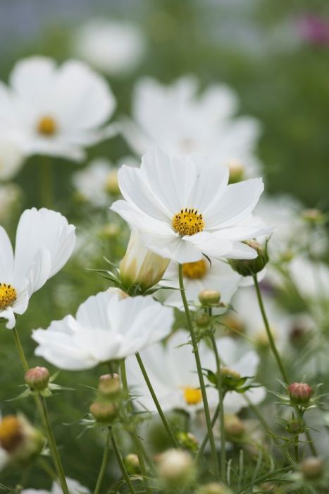 White Cosmos Flowers, White Wild Flowers, White Cosmos, Cosmos Bipinnatus, Country Garden Flowers, White Cosmo, Neutral Wedding Flowers, White Flower Arrangements, Flora Flowers