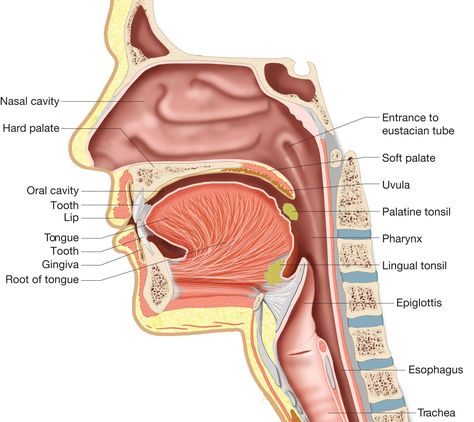 mouth structure pharynx Sonography Notes, Mri Anatomy, Lingual Tonsils, Throat Anatomy, Human Anatomy Organs, Mouth Anatomy, Anatomy Pictures, Human Mouth, Anatomy Organs