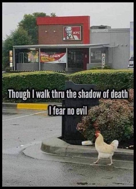 Brave | Kentucky Fried Chicken (KFC) | Know Your Meme Laughing Funny, Christian Jokes, 9gag Funny, Funny Animal Jokes, Funny Animal Memes, Animal Jokes, Laughing So Hard, Funny Animal Pictures, Really Funny Memes