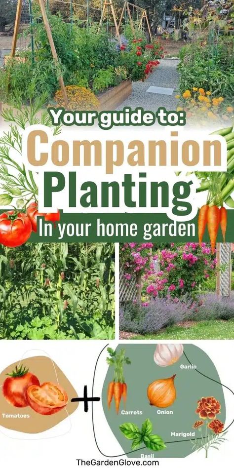 A Quick Guide to Companion Planting and Best Companion Plants for Home Gardens • The Garden Glove Raised Bed Vegetable Garden Layout, Potato Companion Plants, How To Grow Cherries, Best Companion Plants, Companion Planting Guide, Companion Planting Chart, Companion Planting Vegetables, Garden Playhouse, Companion Gardening