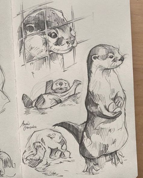 Drawings Of Animals, New Sketchbook, Cute Otter, Animal Drawings Sketches, Idee Cosplay, 흑백 그림, Arte Inspo, Arte Sketchbook, Dessin Adorable