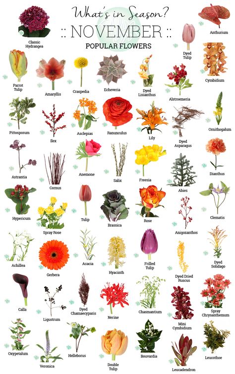 Whats In Season October Flowers, Fall In Season Flowers, October Flowers In Season Wedding, Flowers In Season October, Fall Flowers In Season October, Flowers In May Season, Autumn Blooming Flowers, October Seasonal Flowers, Fall Wedding Flowers In Season