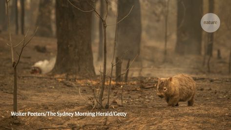 Out-of-control blazes have killed a billion wild animals. Those remaining will struggle to survive in a scorched landscape, Michael Clarke tells Nature. Wombat Pictures, Hollow Tree, Forest Habitat, Le Cri, Kings Island, Australia Animals, Migratory Birds, Animal Species, Bird Species