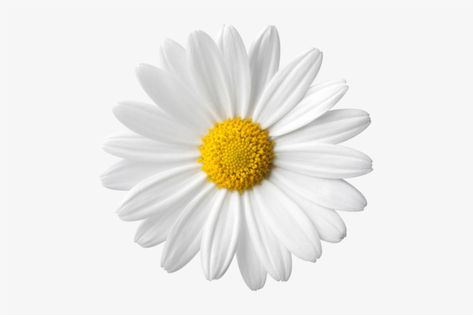 Flower White Background, Daisy Image, Photo Elements, Png Aesthetic, Flower White, Png Icons, Pastel Wallpaper, Backgrounds Free, Background Pictures