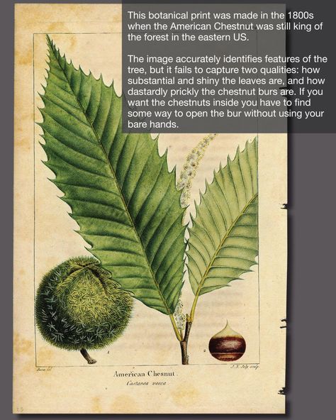 Native Son: The American Chestnut mystery at Malabar Farm | Area History | richlandsource.com Chestnut Flower Tattoo, Cape Chestnut Tree, American Chestnut Tree, Sweet Chestnut Tree, Botanical Science, American Chestnut, Native Son, Chestnut Trees, Plant Identification