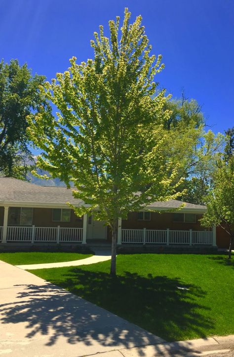 Center Tree Landscape, Canopy Trees Backyards, Medium Sized Trees Front Yards, Low Maintenance Trees Backyards, Shade Master Honey Locust Tree, California Trees Landscaping, Zone 5 Trees Front Yards, Outdoor Trees Landscaping, Shade Trees Near House