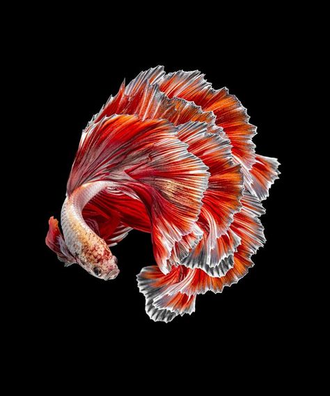 Betta Fish Types, Pretty Fish, Anime Photo Profile Dark, Pink Fish, Beautiful Sea Creatures, Fish Wallpaper, Fish Drawings, Exotic Fish, Fish Ponds