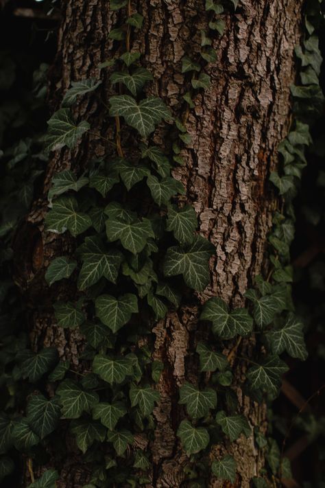 Ivy Pictures, Green Academia Aesthetic, Green Witch Aesthetic, Green Academia, Dark Forest Aesthetic, Brown Tree, Dark Green Aesthetic, Witch Aesthetic, Dark Academia Aesthetic