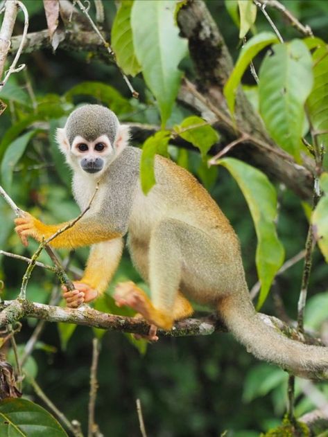 This is the Humboldt’s squirrel monkey! Endemic to Brazil, Colombia, Ecuador, Peru, and Venezuela. There are three subspecies within this range. Small monkeys, they generally live in groups of 20-50 individuals for safety in numbers. Widespread in their range and adaptable to habitat changes, yet impacted by the pressures of deforestation. One subspecies is Vulnerable due to habitat loss and forest fragmentation. They are generally listed as Least Concern. Small Monkey, Squirrel Monkey, National Animal, Monkey Art, What To Draw, Primates, Painting Process, Drawing Techniques, Monkeys