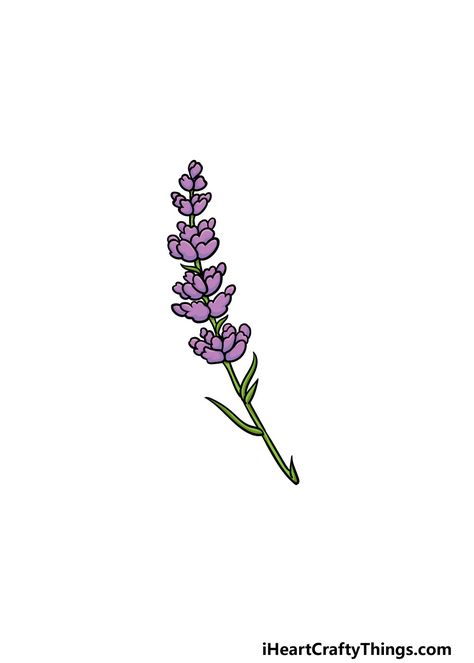 How to Draw Lavender – A Step by Step Guide Lavender Plant Drawing, Lavender Sketch, Draw Lavender, Lavender Drawing, Plant Sketch, Drawing Purple, Kinds Of Flowers, Plant Sketches, Different Kinds Of Flowers