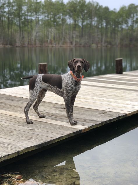 Shorthaired German Shepherd, Short Hair German Pointer, Short Haired German Pointer, German Pointer Dog, German Pointer Short Haired, German Pointer Puppy, German Short Hair Pointer, Short Hair Pointer, German Short Hair