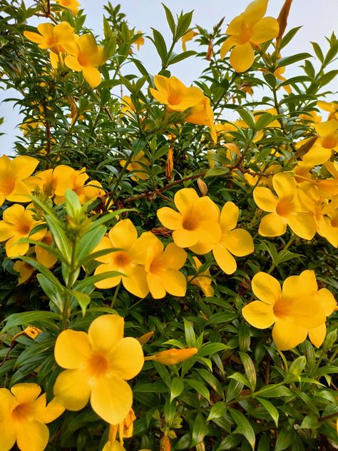 Yellow Indian Aesthetic, Alamanda Flower, Yellow Flowers Aesthetic, My Yellow, Yellow Plants, Canvas Art Decor, Best Face Wash, Garden Decor Projects, Flower Farmer