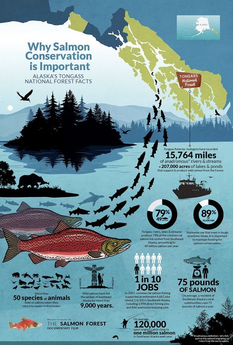 Salmon Conservation Infographic Design by Picklewix. I am an Infographic Designer and work with a lot of companies to create beautiful, in-depth infographics that tell a story.  See more of my work at:  www.picklewix.com/denver-infographic-design  #infographic #infographics #infographicdesign #graphicdesigner #designer #picklewix Planet Infographic, Fish Infographic, Scientific Poster Design, Animal Infographic, Scientific Poster, Infographic Layout, Infographic Inspiration, Infographic Design Layout, Graphic Design Infographic