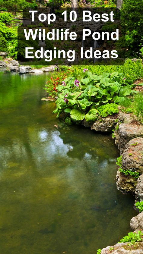 Create a beautiful and functional pond with the top 10 best wildlife pond edging ideas. Use natural materials like stones and plants to design an edge that complements your garden and attracts wildlife. These wildlife pond edging tips will enhance the aesthetics of your pond while providing a safe habitat for animals. Transform your outdoor space into a thriving ecosystem with these ideas. Shed By Pond, Natural Garden Pond, Nature Pond Ideas, Wildlife Pond Edging Ideas, Pond Surround Ideas, Outdoor Fish Ponds Ideas, Pond Overflow Ideas, Natural Water Features In The Garden, Wildlife Pond Ideas