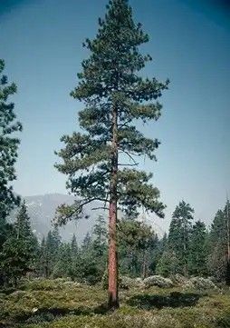 Ponderosa Pine Tree, native to Central Oregon, a tall elegant evergreen tree. Ponderosa Pine Tree, Evergreen Tree Tattoo, Michigan Tattoos, Tree Sleeve Tattoo, Pine Needle Tea, Birches Painting, Pine Tree Silhouette, Pine Tree Tattoo, Pine Trees Forest