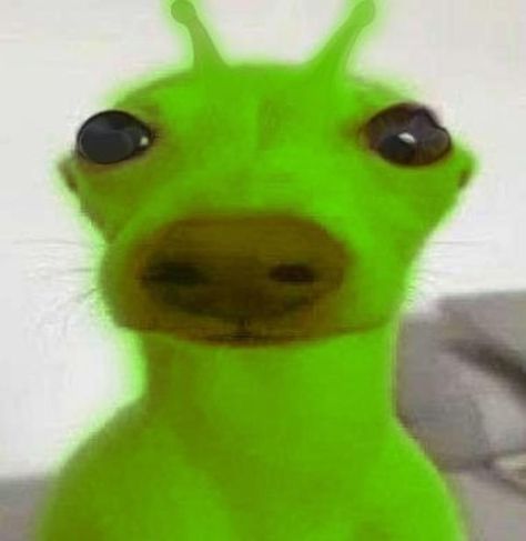 Gleep Glorp, Gnarp Gnarp, Alien Dog, Aliens Guy, Dog Meme, Silly Cats Pictures, Silly Dogs, Silly Images, Silly Animals