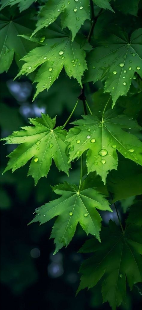 Leaves Wallpaper Iphone, Samsung Mobile Phone, Green Leaf Wallpaper, Leaf Photography, Iphone Wallpaper Landscape, Screen Savers Wallpapers, Original Iphone Wallpaper, Iphone Wallpaper Hd Nature, Wallpaper Nature Flowers