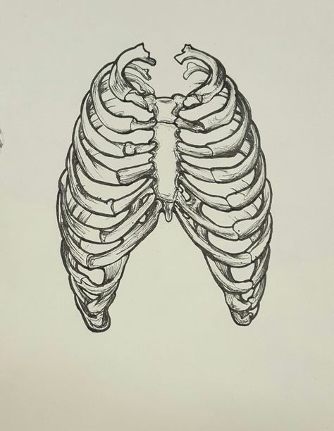 Human Rib Cage Drawing, Rib Anatomy Tattoo, Rib Drawing Bones, Skeleton Rib Cage Painting, How To Draw A Skeleton Rib Cage, How To Draw Ribs Cage, Ribs Sketch Drawings, Ribs Anatomy Drawing, Rib Drawing Art