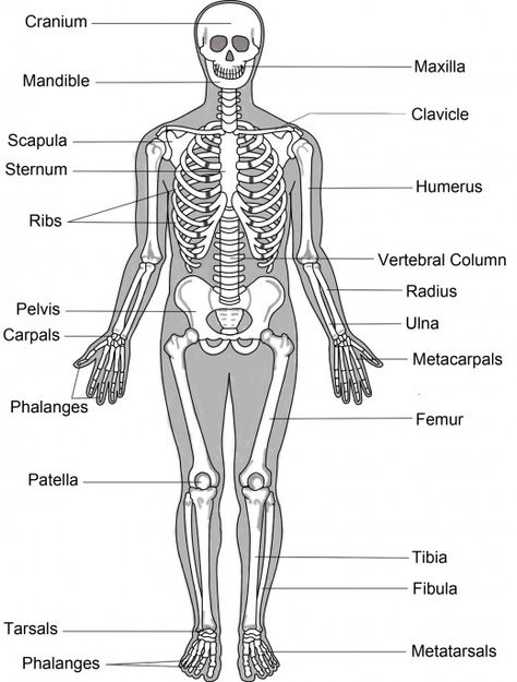 Structure of the human Skeleton Human Skeleton Labeled, Human Body Bones, Skeletal System Anatomy, Skeletal And Muscular System, Skeleton System, Human Skeletal System, Skeletal Structure, Human Body Structure, Human Skeleton Anatomy