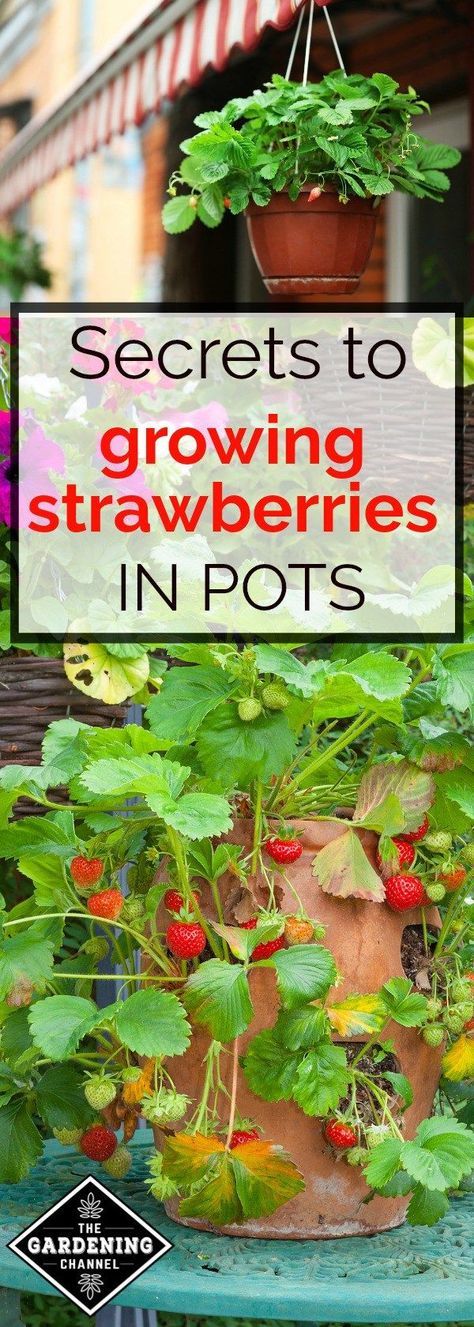 How to grow strawberries in containers. Learn the best way to grow strawberry plants in pots. Learn the tips for how to add these gems to your container garden. Grow Strawberries In Containers, Strawberries In Pots, Growing Strawberries In Containers, How To Grow Strawberries, Strawberries In Containers, Grow Strawberries, Plants In Pots, Backyard Garden Diy, Growing Tomatoes In Containers