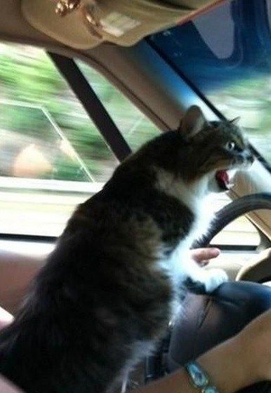 Top 10 Images of Cats Driving A Cat, Drive, Memes, Funny, Animals