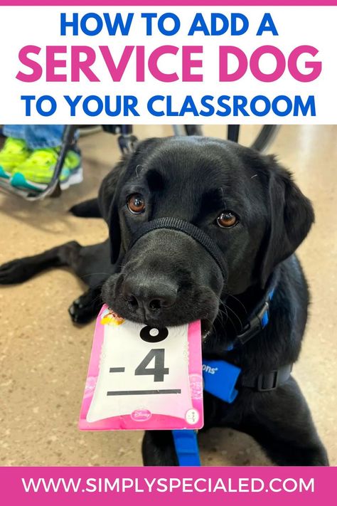 Are you interested in having a service dog in your classroom? Today I am sharing where to find a classroom service dog, the difference between a service dog and a therapy dog and how to prepare students for a service dog. I am also sharing how a service dog can support your special education students. A service dog can model for my students that are practicing social skills like; taking turns, learning to play appropriately, using language like “your turn” or waiting and more. Service Dog Gear For School, Small Service Dog, Dog Therapy, Special Education Lesson Plans, Teaching Hacks, Emergent Literacy, Early Childhood Special Education, Service Dogs Gear, School Goals