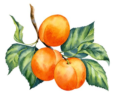 Branch Watercolor, Tree Clipart, Watercolor Fruit, Illustration Botanique, Citrus Trees, Orange Tree, Gracie Oaks, Orange Blossom, Fruit Trees