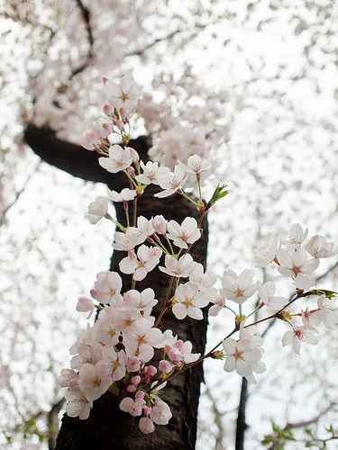 Cherry blossoms.  Beautiful one can almost smell the wonderful fragrance from these blossoms. Cherry Blossoms, In The Woods, A Tree, White Flowers, Cherry, Trees, Flowers, White