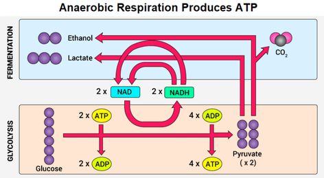 Different types of Pathways for ATP Production | Microbiology Notes Electron Transport System, Glycolysis Pathways, Microbiology Notes, Metabolic Pathways, Anaerobic Respiration, Oxidative Phosphorylation, Citric Acid Cycle, Acetyl Coa, Prokaryotic Cell