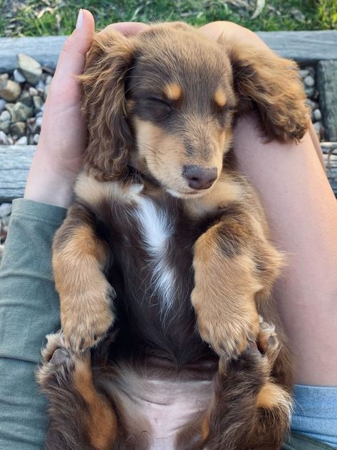 Mini Dachshund Long Haired, Mini Long Haired Dachshund, Dachshund Long Haired, Dachshund Colors, Dachshund Puppy Long Haired, Baby Dachshund, Dachshund Puppy Miniature, Long Haired Dachshund, Cute Animals Puppies