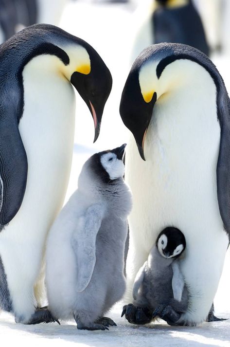 March Of The Penguins The Next Step So Relatable Hulu March Of The Penguins, Emperor Penguins, Penguin Pictures, The Penguins, Baby Penguins, Cute Penguins, Sweet Animals, Animal Photo, Cute Little Animals