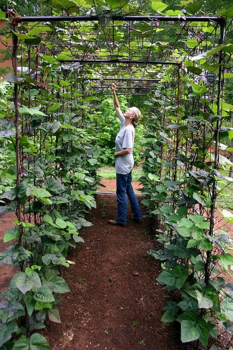 Vertical Vegetable Garden Ideas | Smart Money Simple Life Garden Structures, Fruit Garden, Vegetable Garden Design, Vertical Vegetable Gardens, Vertical Vegetable Garden, Garden Vines, Backyard Vegetable Gardens, Hydroponic Gardening, Veggie Garden