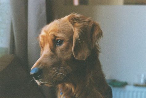 Animal Film Photography, 35mm Film Photography Aesthetic, 35mm Film Aesthetic, Olivia Core, Dog Films, Vintage Film Photography, Lovely Bones, Backyard Barn, Film Camera Photography