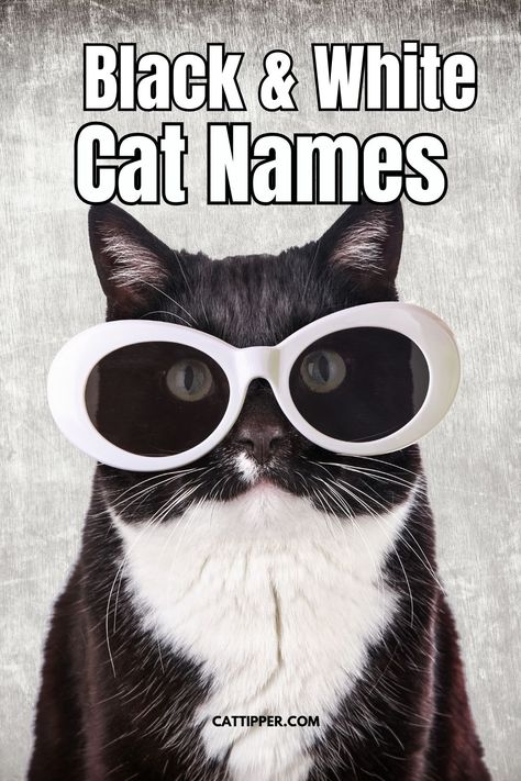 Black and White Cat Names: Creative Names for Your New Tuxedo Cat! #cats #catnames #tuxedocats Black And White Cat Names, Harry Potter Cat Names, Tuxedo Cat Facts, Girl Tuxedo, Unique Tuxedos, Tuxedo Kitten, Kitten Names, Tuxedo Women, Looney Tunes Cartoons