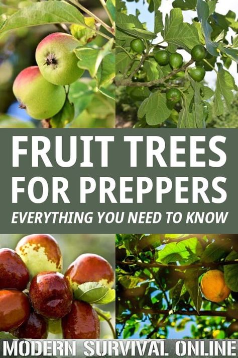 We tell you why fruit trees should be part of your survival plans, and we give you the easiest trees to grow in your backyard. #gardening #survival #homesteading Fruit Garden, Survival Garden, Garden At Home, Growing Fruit Trees, Survival Gardening, Heirloom Vegetables, Growing Fruit, Food Garden, Easy Garden